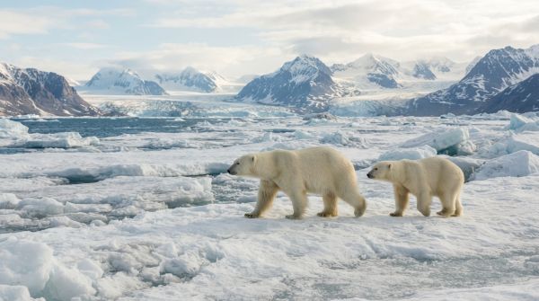Comment organiser une expédition pour observer les ours polaires en Arctique ?